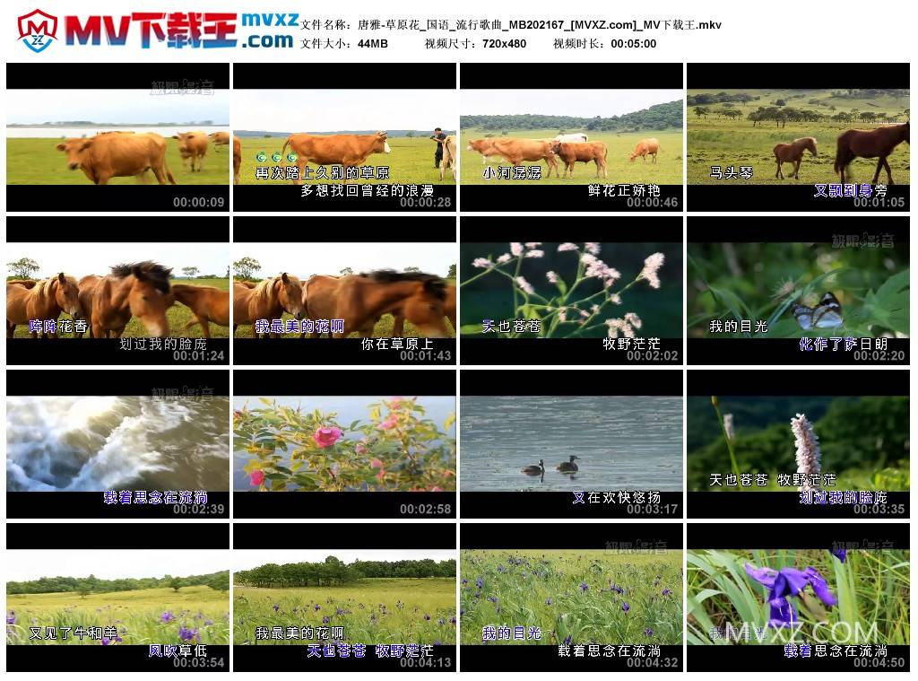 唐雅-草原花_国语_流行歌曲_MB202167